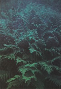 Papentin Frank; Ferns in Twilight