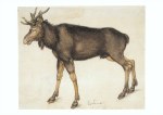 Duerer Albert; Elk , 1501