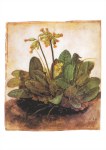 Duerer Albert; Primroses , 1503