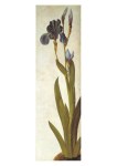 Dürer Albrecht; Schwertlilie, um 1503