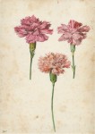 Flegel Georg; Drei Gartennelken