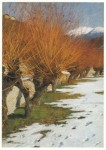 Koester Alexander; Weiden in der Wintersonne , ca. 1900