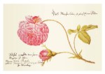Merian Maria Sibylla; Albumblatt mit einer Rose , 1675