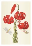Merian Maria Sibylla; Feuerfarbener Goldwurz