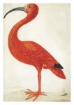 Merian Maria Sibylla; Roter Ibis, um 1700