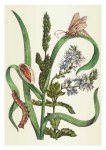Merian Maria Sibylla; Blühendes Cypergras