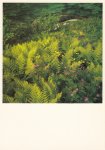 Papentin Frank; Spring Fern