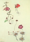 Schiele Egon; Blumenstudie , 1917