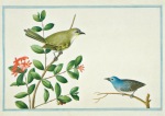 Bevere Pieter Cornelius de; Ceylonbuschsänger , 1754-57